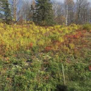 2.00 acres in Radisson, WI (Sawyer County) - APN 004-738-07-4404 (photo 19)
